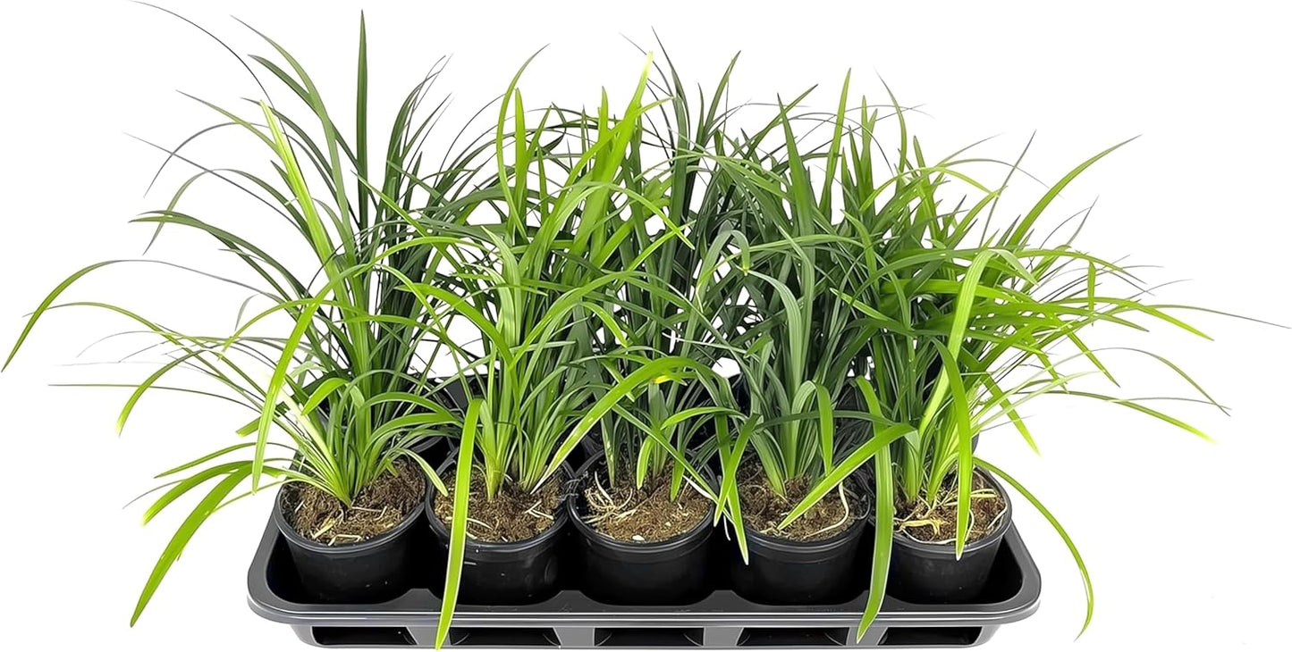 Liriope Super Blue | 1 Live 4 Inch Plant | Liriope muscari 'Super Blue' | Ornamental Ground Cover Plants | Shade-Tolerant Landscaping Perennial