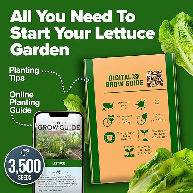 HOME GROWN 𝗨𝗦𝗔 𝗣𝗥𝗘𝗠𝗜𝗨𝗠 Parris Island Romaine Lettuce 3,500+ High Germination Heirloom 𝗡𝗢𝗡-𝗚𝗠𝗢 Lettuce for Planting Crisp Heads for Garden & Hydroponics, Indoor Outdoor (Lactuca Sativa)