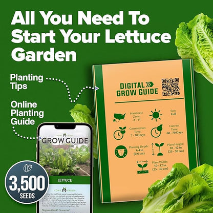 HOME GROWN 𝗨𝗦𝗔 𝗣𝗥𝗘𝗠𝗜𝗨𝗠 Parris Island Romaine Lettuce 3,500+ High Germination Heirloom 𝗡𝗢𝗡-𝗚𝗠𝗢 Lettuce for Planting Crisp Heads for Garden & Hydroponics, Indoor Outdoor (Lactuca Sativa)