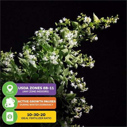 Night Blooming Jasmine Live Plant - Cestrum nocturnum - Wellspring Gardens Starter Plant