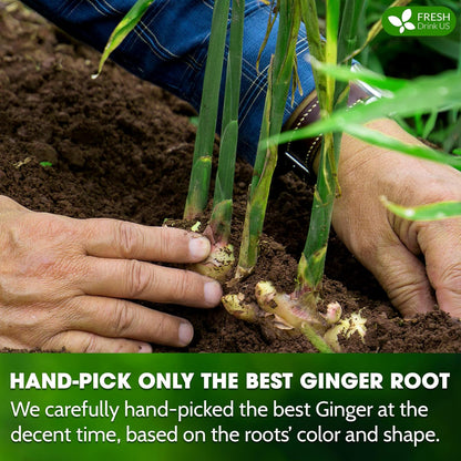 FreshDrinkUS, 150 Premium Ginger Tea Bags, Non GMO, 100% Natural & Pure from Ginger Root, Root Herbal Tea. No Sugar, No Caffeine, No Gluten, Vegan. Support Stronger Digestion, Pleasantly Spicy & Warming