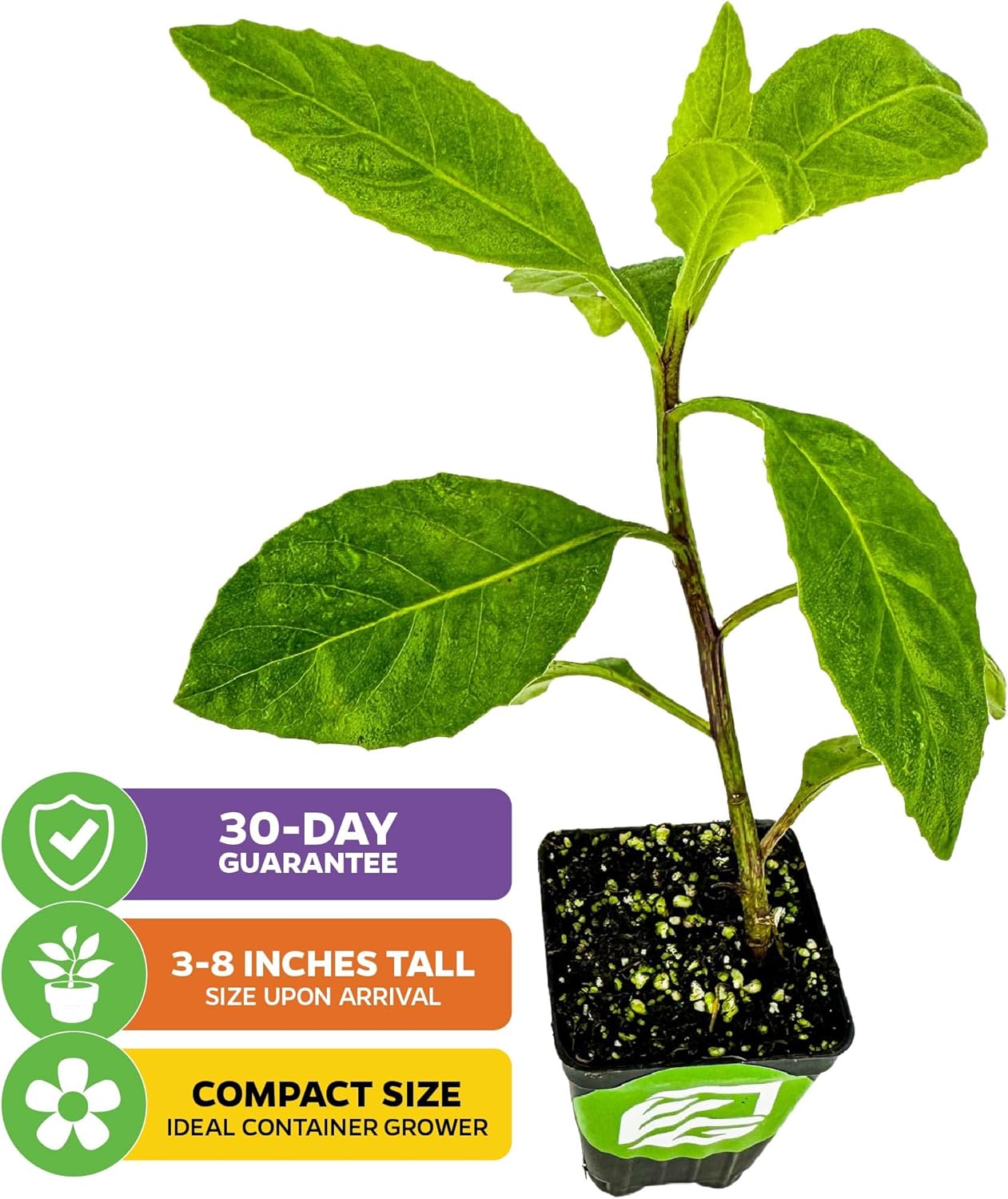 Longevity Spinach Live Plant - Gynura procumbens - Wellspring Gardens Nutrient-Rich Live Vegetable Plants - Vibrant & Healthy Plants, Easy to Grow & Maintain - Ideal for Outdoor & Indoor Planting