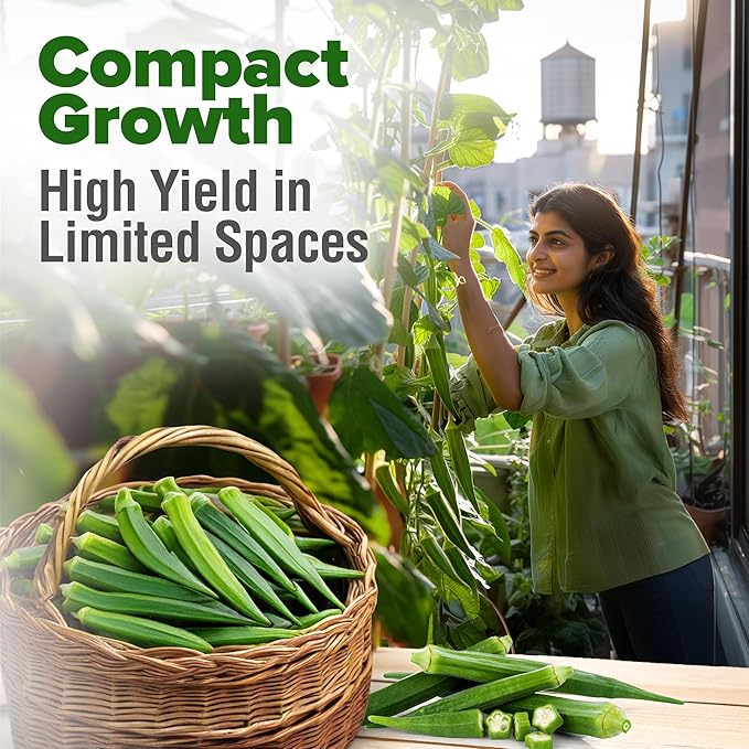 HOME GROWN 𝗨𝗦𝗔 𝗣𝗥𝗘𝗠𝗜𝗨𝗠 Clemson Spineless Okra Seeds 101+ 𝗡𝗢𝗡-𝗚𝗠𝗢 Heirloom Vegetable Seeds for Planting Easy to Grow Outdoor Summer Garden High Germination Rate (Abelmoschus esculentus)