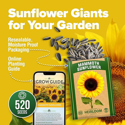 HOME GROWN 𝗨𝗦𝗔 Sunflower Seeds to Plant | 520+ Giant Mammoth Sunflower Seeds for Planting Bulk Packet | Heirloom, High Germination, Easy to Grow Jumbo Sun Flower for Home Garden(Helianthus annuus)