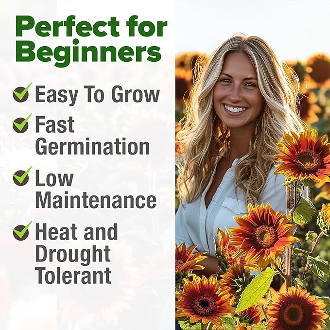 HOME GROWN 𝗨𝗦𝗔 𝗣𝗥𝗘𝗠𝗜𝗨𝗠 Autumn Beauty Sunflower Seeds to Plant 40 Heirloom Non-GMO Sunflower Seeds for Planting Blooms for Pollinator Support, and Ornamental Flower Garden (Helianthus annuus)