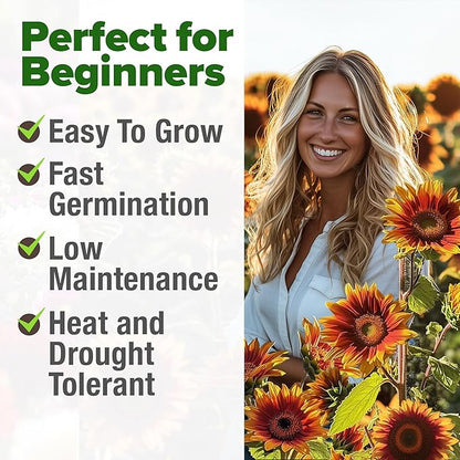 HOME GROWN 𝗨𝗦𝗔 𝗣𝗥𝗘𝗠𝗜𝗨𝗠 Autumn Beauty Sunflower Seeds to Plant 40 Heirloom Non-GMO Sunflower Seeds for Planting Blooms for Pollinator Support, and Ornamental Flower Garden (Helianthus annuus)