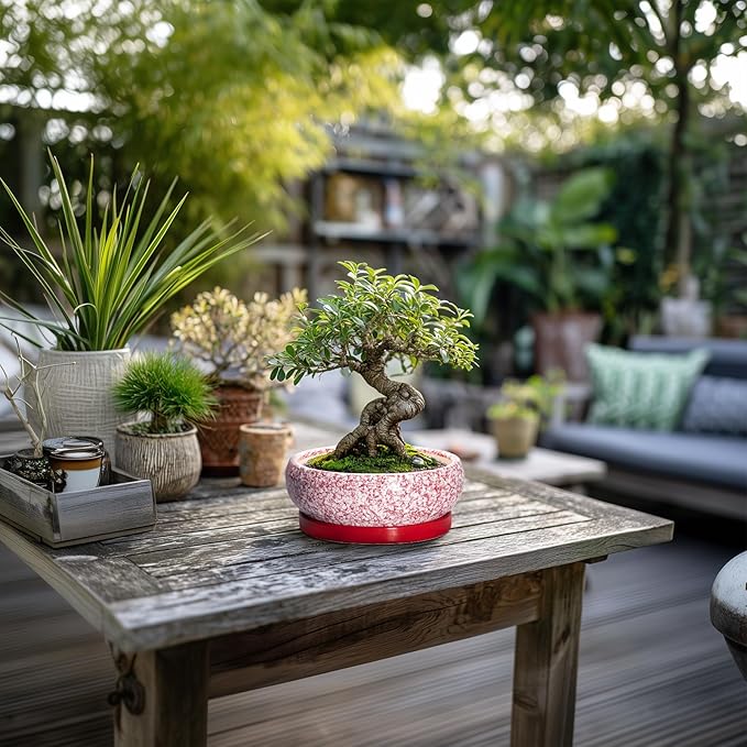 Bonsai Pots Small - 6 Inch Ceramic Succulent Pots with Drainage Hole and Ceramic Saucer, Succulent Planters Indoor Outdoor, Shallow Round Planter, Apartment Decor, Housewarming Gifts, Red