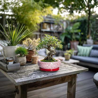 Bonsai Pots Small - 6 Inch Ceramic Succulent Pots with Drainage Hole and Ceramic Saucer, Succulent Planters Indoor Outdoor, Shallow Round Planter, Apartment Decor, Housewarming Gifts, Red