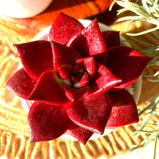 FWPP Live Succulents Plants Echeveria Agavoides v Romeo Rubin 3 inches,Rare red Succulents Bare Root Without Pot Soil, Live Plants Indoor Office Decoration Wedding and Gift