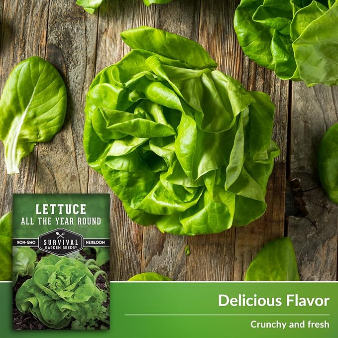 All The Year Round Lettuce Seed for Planting - 2 Packets with Instructions to Plant & Grow Adaptable Salad Greens in Your Home Vegetable Garden - Non-GMO Heirloom Variety - Survival Garden Seeds