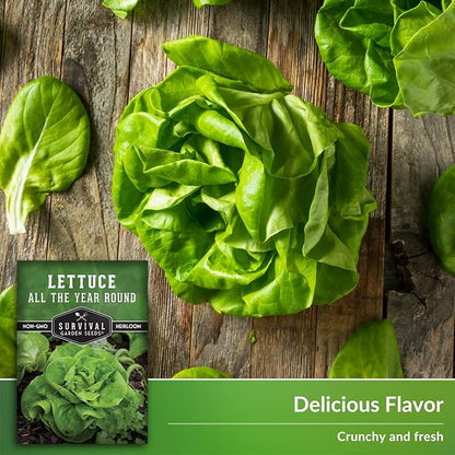 All The Year Round Lettuce Seed for Planting - 2 Packets with Instructions to Plant & Grow Adaptable Salad Greens in Your Home Vegetable Garden - Non-GMO Heirloom Variety - Survival Garden Seeds