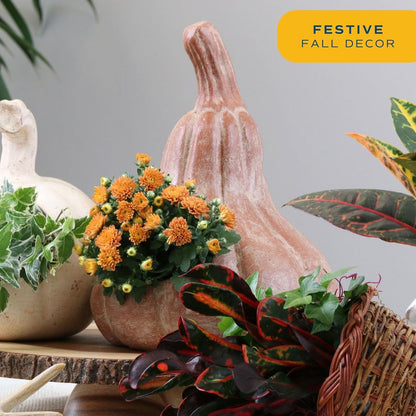 Costa Farms Live Flowering Orange Mums (Pack of 4), Mini Chrysanthemum Houseplant, Full Bloom Plant Delivery, Potted in Grower Pot, 11-Inches Tall