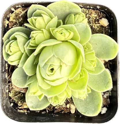Sprout N Green Greenovia Dodrantalis | Aeonium dodrantale, 1 Live Succulent Plant Fully Rooted in 2" Pot, House Plant for Indoor Outdoor Home Office Wedding Decoration DIY Project Party Favor