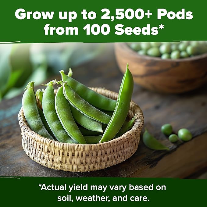 HOME GROWN - Snap Pea Seeds for Planting - Organic, Heirloom Cascadia Variety - 100 Non-GMO Vegetable Seeds - Cool Season Crop for Containers - Sweet Flavor, Fast Germination (Pisum sativum)