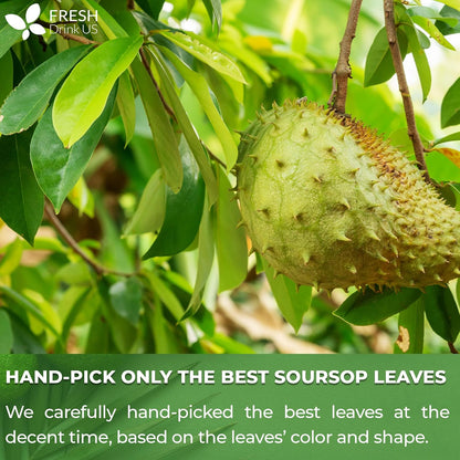 FreshDrinkUS, Premium 275+ Soursop Graviola Whole Dried Leaves Tea, 275-300 Soursop Graviola Guanabana Whole Leaves, Wildcrafted, Hoja Guanabana Loose Leaf Herbal Tea, No Gluten, Vegan