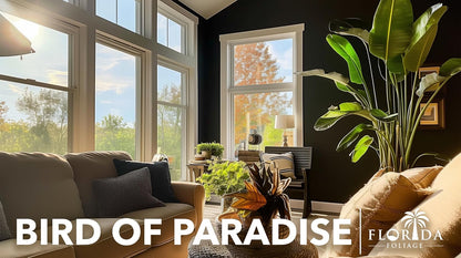 Orange Bird of Paradise | Strelitzia Reginae | 3 Live Plants | Tropical Perennial Blooming Specimen