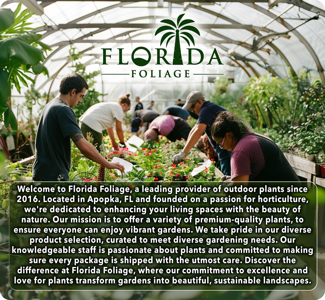 Salvia Black & Blue Plants | 3 Live Seedlings | Salvia guaranitica | Hummingbird Magnet Perennial | Deep Blue Flowering Border Plant