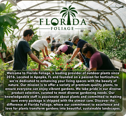 Salvia Black & Blue Plants | 3 Live Seedlings | Salvia guaranitica | Hummingbird Magnet Perennial | Deep Blue Flowering Border Plant