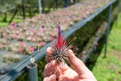 24 Pack Air Plants Assorted Tillandsia Ionantha - Live Succulent House Plants - Available in Wholesale and Bulk - Home and Garden Decor - Easy Care Indoor and Outdoor Plants