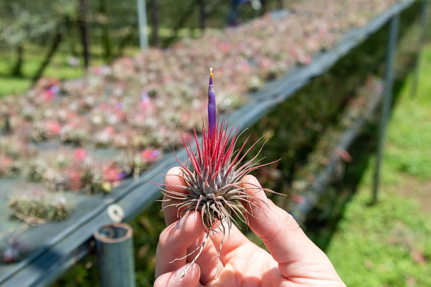 25 Pack Air Plants Assorted Tillandsia Ionantha - Live Succulent House Plants - Available in Wholesale and Bulk - Home and Garden Decor - Easy Care Indoor and Outdoor Plants