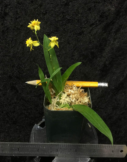 -Onc. Twinkle 'Yellow Bird' - Fragrant Blooms Easy to Grow and Bloom! Miniature windowsill-Size, Cool and Warm Tolerant. Yellow Flowered Variety. NOT in-Bud/Bloom When Shipped