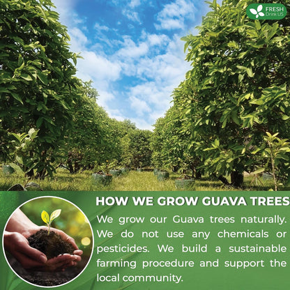 FreshDrinkUS, Premium 50+ Natural Guava Leaves, Whole Dried Leaves, 100% Pure, Natural Guava Loose Leaf Herbal Tea, Non GMO, No Additives, No Caffeine, Vegan