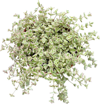 Live Succulent 4" Sedum Little Missy Variegated, Succulents Plants Live, Succulent Plants Fully Rooted, House Plant for Home Office Decoration, DIY Projects, Party Favor Gift by The Succulent Cult