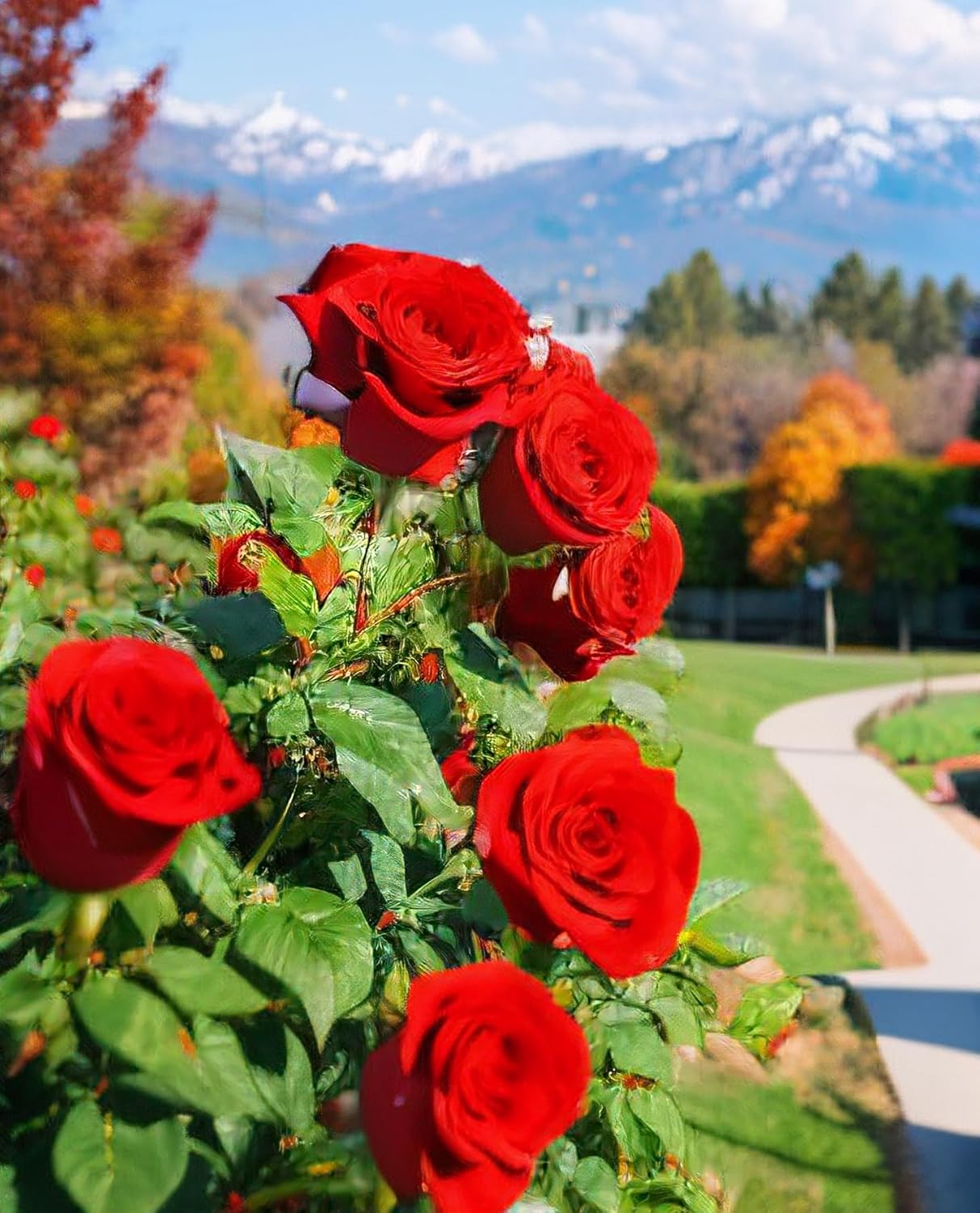 Multicolored Rose Flower Seeds Perennial Flowers Rare Plants Garden Bonsai Hybrid Rare Exotic Plant Garden 100pcs