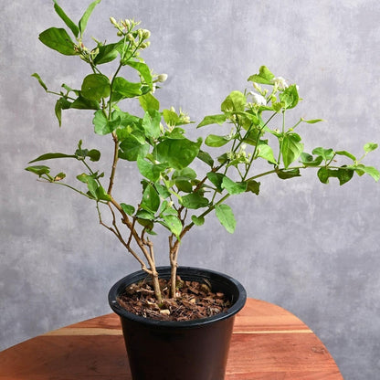 Arabian Jasmine (Jasminum Sambac) - Live, Fragrant, Blooming, Indoor/Outdoor Decorative Plant (2 Arab jas Cups)