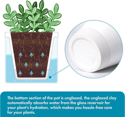 D'vine Dev 4 Inch Design Self Watering Planter for Indoor Plants, White Terracotta Pots with Cylinder Glass Cup, Set of 4, 37-Z-A-2-F