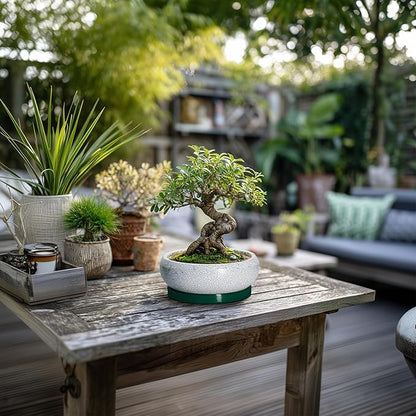 Succulent Pots - 6 Inch Ceramic Pots for Succulent Indoor Outdoor, Small Plant Pot with Drainage Hole and Saucer, Bonsai Pot, Modern Round Planter, Window Decor, Housewarming Gifts, Green