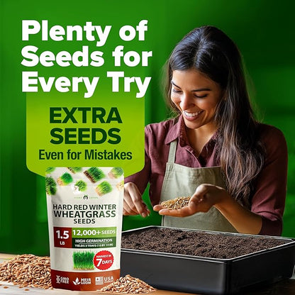 HOME GROWN 12,000+ Wheatgrass Seeds Bulk Pack(1.5 lb) 𝗡𝗢𝗡-𝗚𝗠𝗢 𝗨𝗦𝗔 Hard Red Winter Wheatgrass – Heirloom, Sprouting for Juicing, Microgreens, Smoothies & Indoor Gardening(Triticum aestivum)