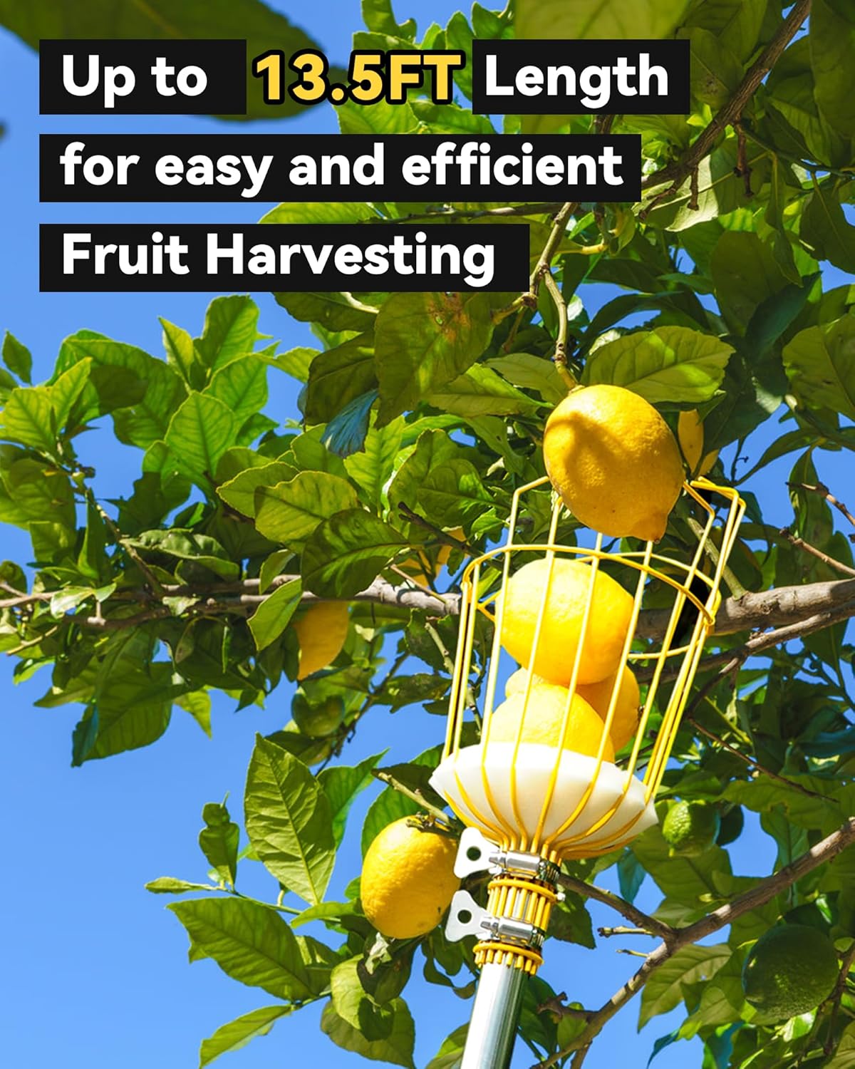 13.5FT Fruit Picker, Apple Picker Tool with Adjustable Pole and Basket, Long Reach Mango Grabber Tool, Tree Fruit Catcher for Picking Lemon Pear Orange Avocado Peach Citrus