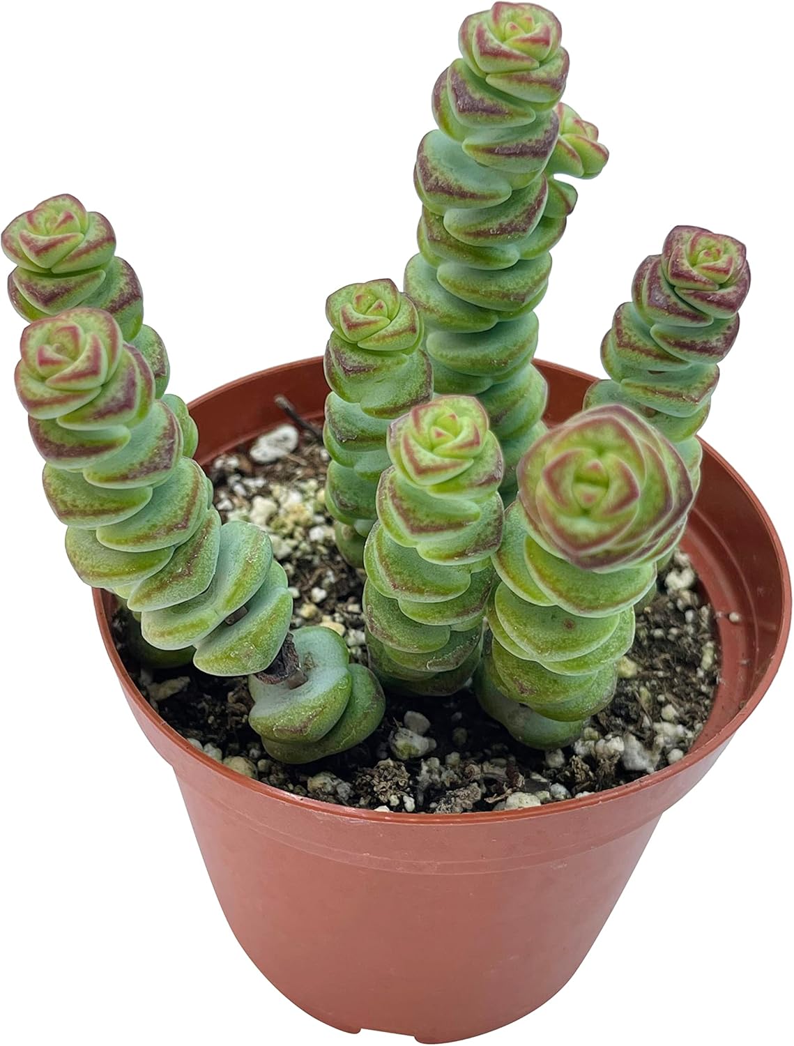 Live Succulent 4" Crassula Baby Necklace, Succulents Plants Live, Succulent Plants Fully Rooted, Hanging House Plant for Home Office Decoration, DIY Projects, Party Favor Gift by The Succulent Cult