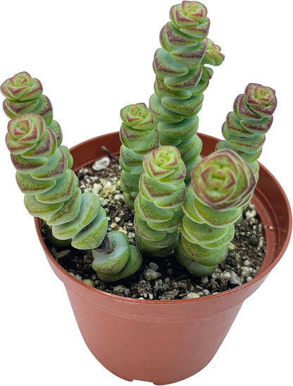 Live Succulent 4" Crassula Baby Necklace, Succulents Plants Live, Succulent Plants Fully Rooted, Hanging House Plant for Home Office Decoration, DIY Projects, Party Favor Gift by The Succulent Cult