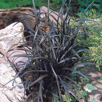 Pack 3 Fountain Grass Plants Live, 5-9 Inch Tall, Ornamental Grasses Live Plants Perennial, Well-Rooted Perennial Grass Clumps (Black Fountain Grass)