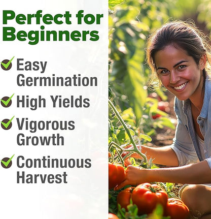 HOME GROWN Beefsteak Tomato Seed Pack - 300 Heirloom Tomato Seeds for Planting Outdoors – High-Yield Non-GMO Vegetable Seeds for Growing Large, Meaty Tomatoes for Summer Dishes (Solanum lycopersicum)