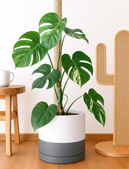 D'vine Dev 14 Inch Ceramic Planter Pot with Drainage Hole and Saucer, Indoor Cylinder Round Planter Pot, White/Speckled Grey, 94-O-G-6