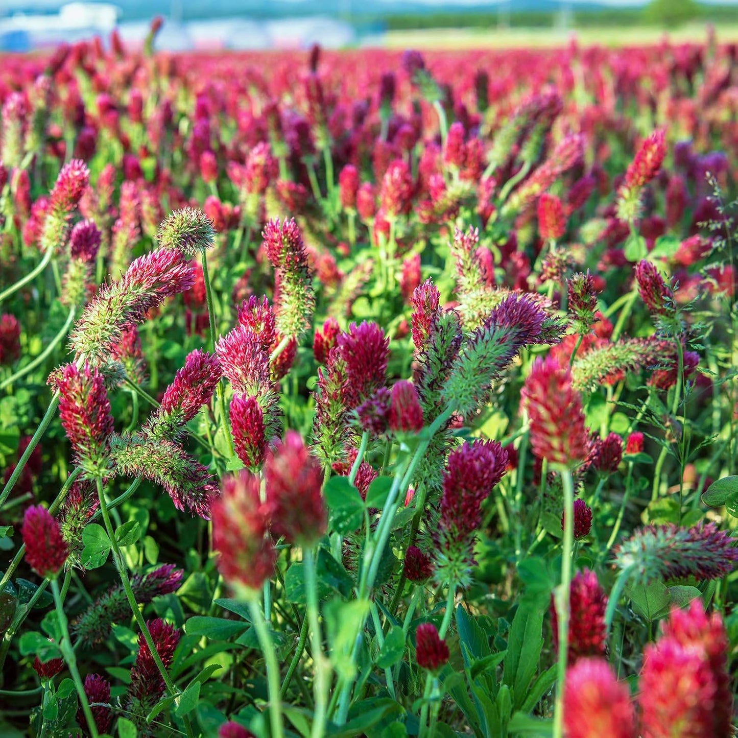 Crimson Clover Seeds (Coated) - 5 Lb - Garden Cover Crop, Non-GMO, Open Pollinated, Perennial, Heirloom - Coated for Easy Planting