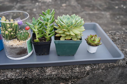 Plant Saucer Growing Tray, Seed Starter Tray Rectangular, Heavy Sturdy Plastic Plant Saucers Drainage Trays, Plant Drip Trays for Pots, Seed Starter Growing Tray (11 x 9 inch, 1 Pack)