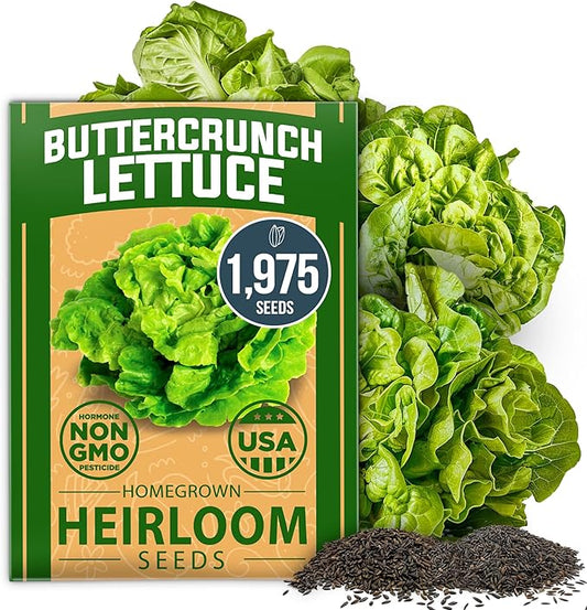 HOME GROWN 𝗨𝗦𝗔 𝗣𝗥𝗘𝗠𝗜𝗨𝗠 Buttercrunch Lettuce Seeds Bulk Pack - 1975 Heirloom 𝗡𝗢𝗡-𝗚𝗠𝗢 Seeds for Hydroponic Garden Indoor Outdoor - Butter Lettuce Vegetable for Planting (Lactuca Sativa)