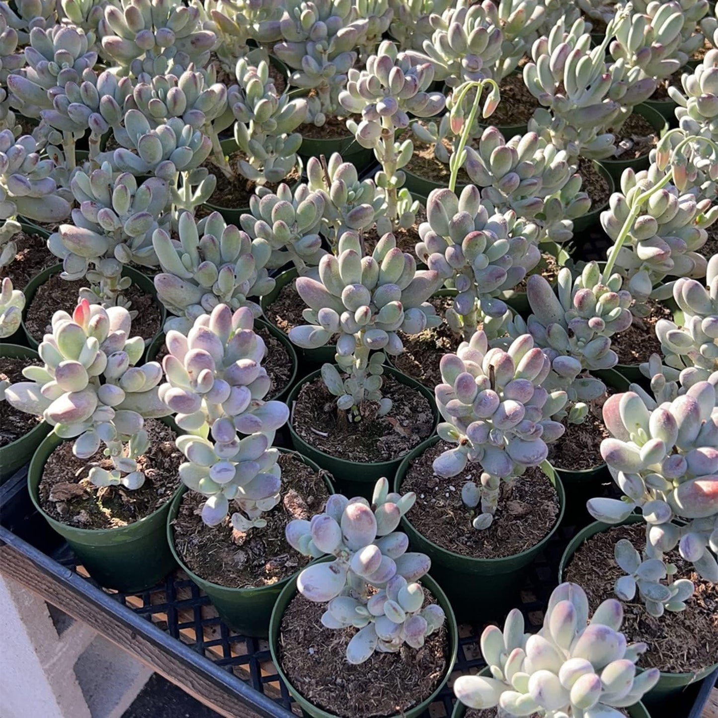4-inch Succulent Cotyledon Orbiculata cv., Live Succulents Plants Fully Rooted in Pots with Soil, Easy-Care House Plants for DIY, Home Office Decoration