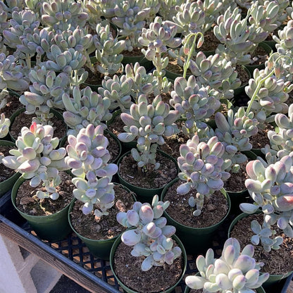 4-inch Succulent Cotyledon Orbiculata cv., Live Succulents Plants Fully Rooted in Pots with Soil, Easy-Care House Plants for DIY, Home Office Decoration