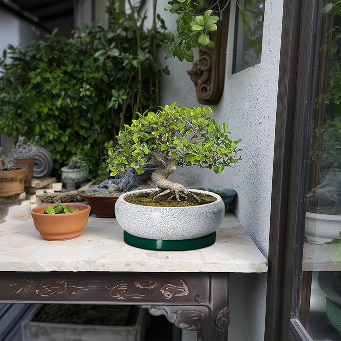 Bonsai Tree Pots - 8 Inch Ceramic Succulent Pot with Drainage Hole and Tray, Bonsai Pots, Shallow Planters for Indoor Outdoor, Round Planter Bowl, House Decor, Gifts for Plant Lovers, Green