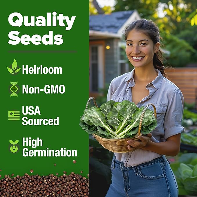 HOME GROWN 𝗨𝗦𝗔 𝗣𝗥𝗘𝗠𝗜𝗨𝗠 Collard Green Seeds - 300 Seeds for Fall Planting - High Germination 𝗡𝗢𝗡-𝗚𝗠𝗢 Heirloom Vegetable Seeds, Vates Collard Greens Seed Pack (Brassica oleracea)