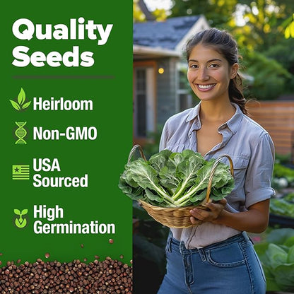 HOME GROWN 𝗨𝗦𝗔 𝗣𝗥𝗘𝗠𝗜𝗨𝗠 Collard Green Seeds - 300 Seeds for Fall Planting - High Germination 𝗡𝗢𝗡-𝗚𝗠𝗢 Heirloom Vegetable Seeds, Vates Collard Greens Seed Pack (Brassica oleracea)