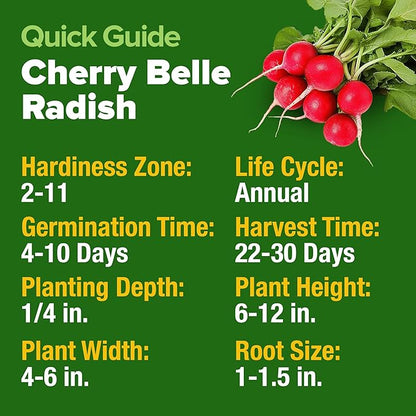 HOME GROWN 𝗨𝗦𝗔 𝗣𝗥𝗘𝗠𝗜𝗨𝗠 Cherry Belle Radish Seeds 800+ 𝗡𝗢𝗡-𝗚𝗠𝗢 Heirloom Vegetable Seeds for Planting Outdoors Harvest in 30 Days Red Radishes, Spring and Fall Gardens (Raphanus Sativus)