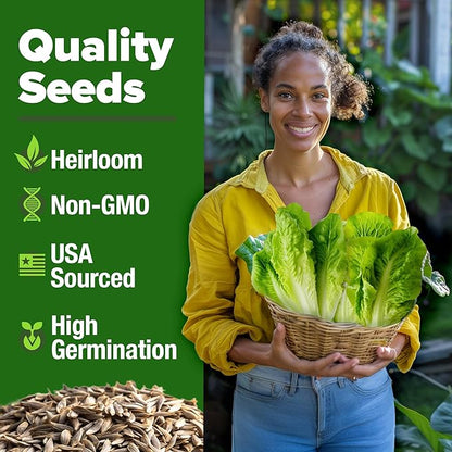 HOME GROWN 𝗨𝗦𝗔 𝗣𝗥𝗘𝗠𝗜𝗨𝗠 Parris Island Romaine Lettuce 3,500+ High Germination Heirloom 𝗡𝗢𝗡-𝗚𝗠𝗢 Lettuce for Planting Crisp Heads for Garden & Hydroponics, Indoor Outdoor (Lactuca Sativa)