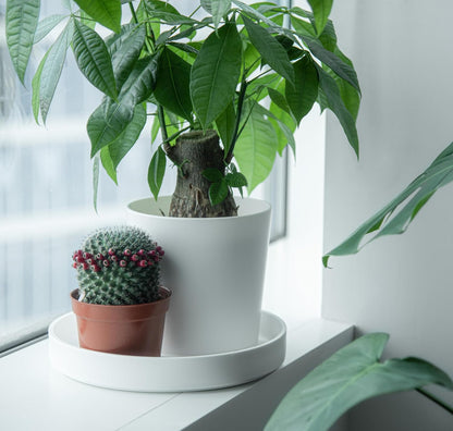 Phoenix Vine 10 Inch Plastic Plant Saucer Water Drip Tray, Heavy Sturdy Round Plant Drainage Tray for Indoors Outdoor, Matte White, 21-TY-10W-1