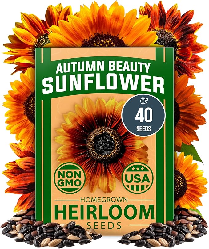 HOME GROWN 𝗨𝗦𝗔 𝗣𝗥𝗘𝗠𝗜𝗨𝗠 Autumn Beauty Sunflower Seeds to Plant 40 Heirloom Non-GMO Sunflower Seeds for Planting Blooms for Pollinator Support, and Ornamental Flower Garden (Helianthus annuus)